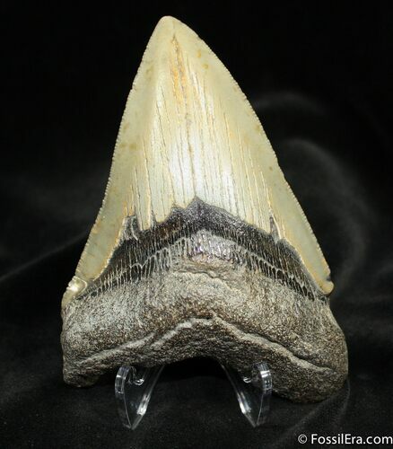 Megalodon Tooth - Sharp Tip #865
